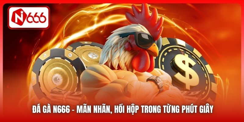 Đá gà N666 - Mãn nhãn, hồi hộp trong từng phút giây